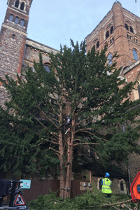Tree Surgery in St Albans: St Albans Cathedral