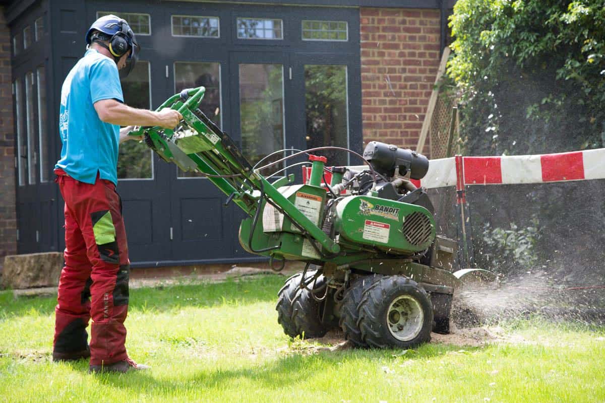 How to remove a tree stump - the Blue Tree Company