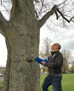 Tree Surgeon Hertfordshire Consulting Reports