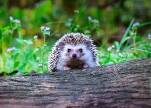 Hedgehogs-The-Blue-Tree-Company-Tree-Surgery-Hertfordshire