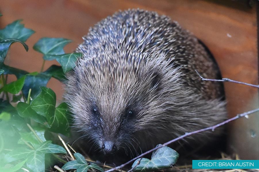 Hedgehogs in winter