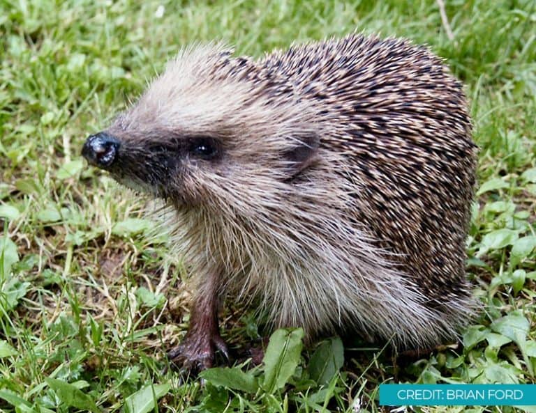 Help Hedgehogs Through The Colder Months