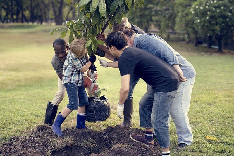 When-to-plant-a-tree-The-Blue-Tree-Company