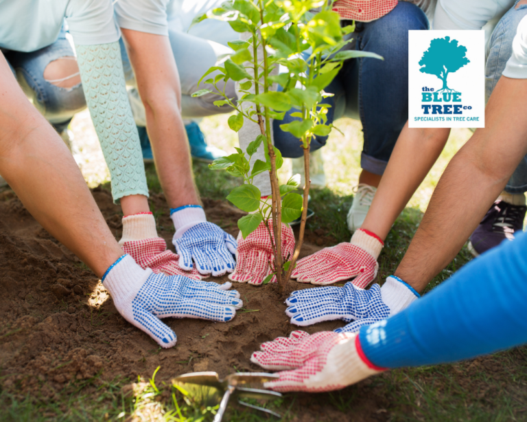 The Blue Tree Company - Specialist tree surgeons